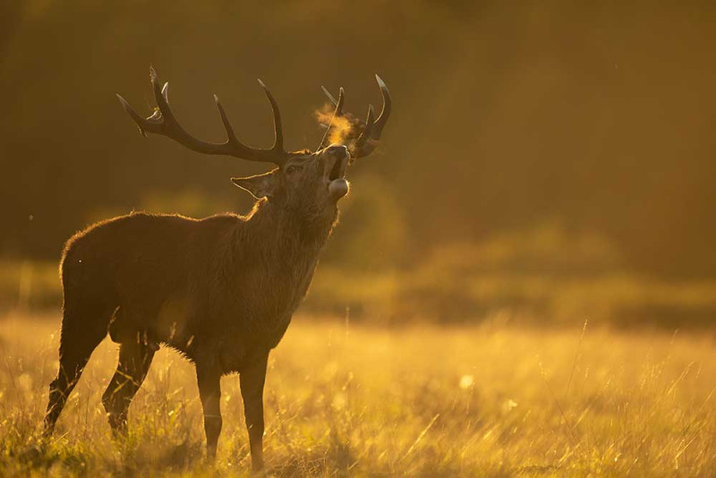 Stag on the Isle of Islay