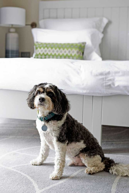 Dog friendly hotels on Islay at The Machrie