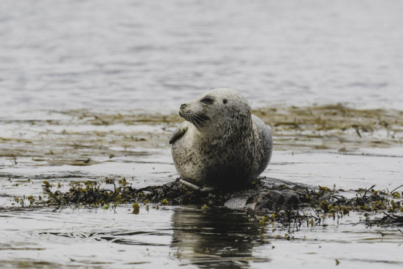 Seal resting on a rock on Islay