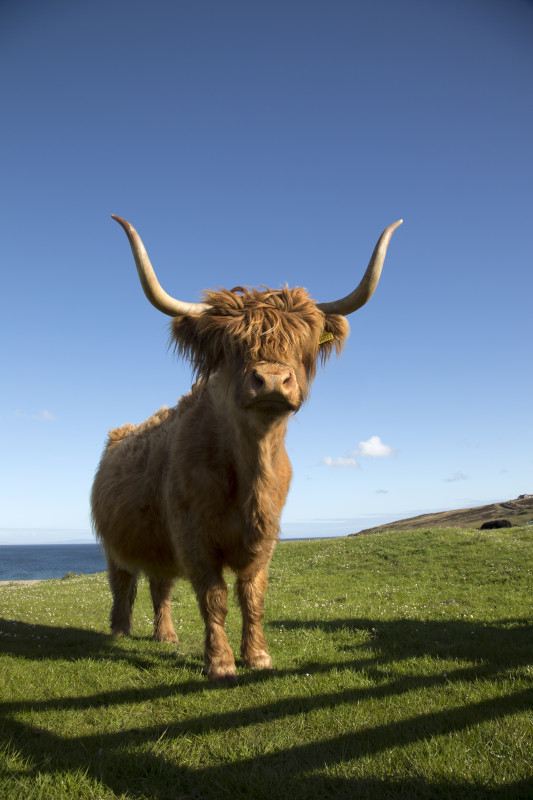 Highland Coo on Islay