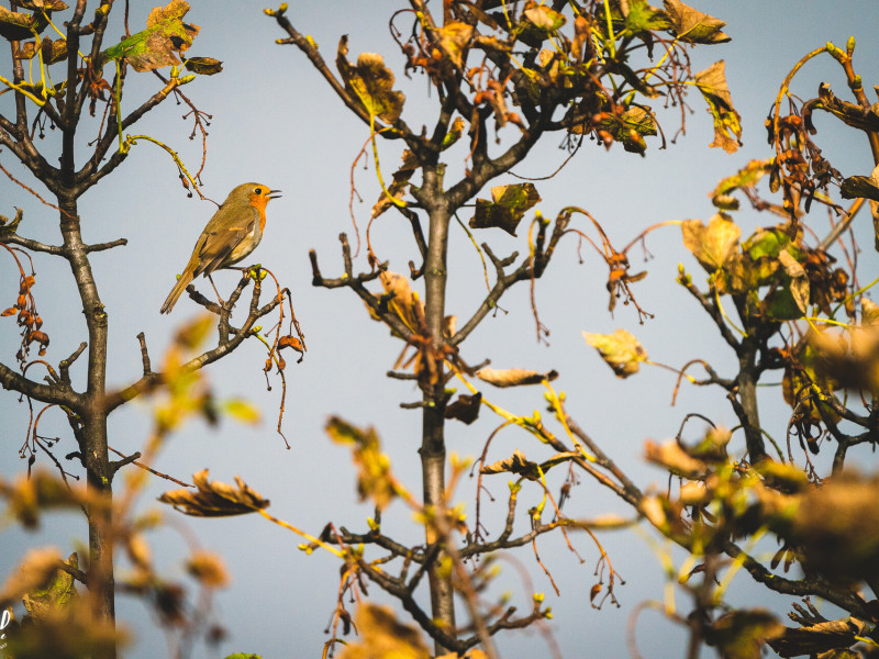 Image for Autumn bird migration: a visual and auditory spectacle blog post