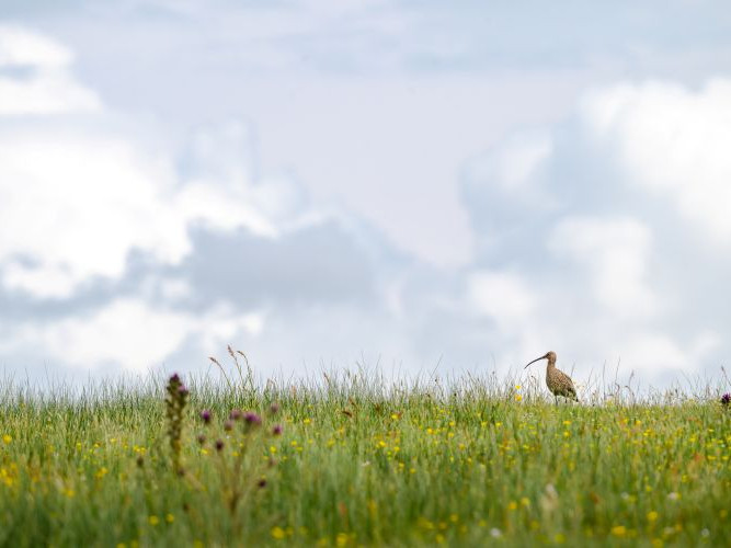 Image for Summer wildlife spotting on Islay with David Dinsley blog post