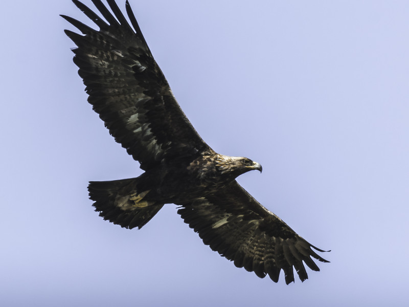 Image for A year of Islay wildlife, with Hannah and David Dinsley blog post