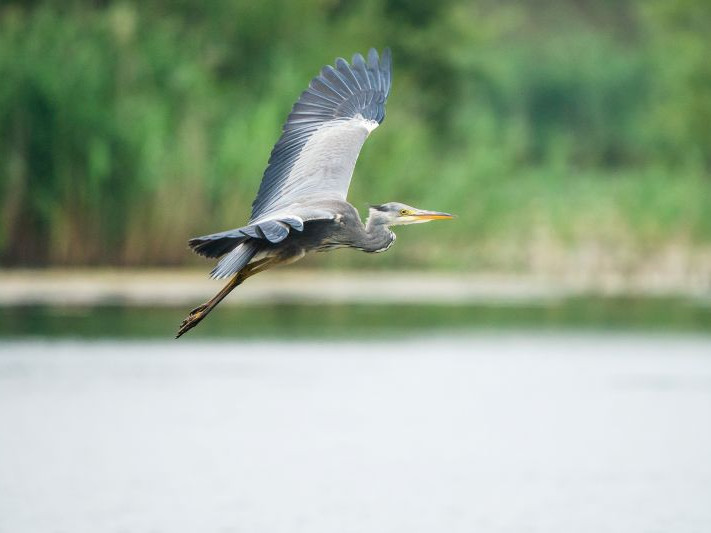 Image for A beginner's guide to birding with Heather Devey blog post