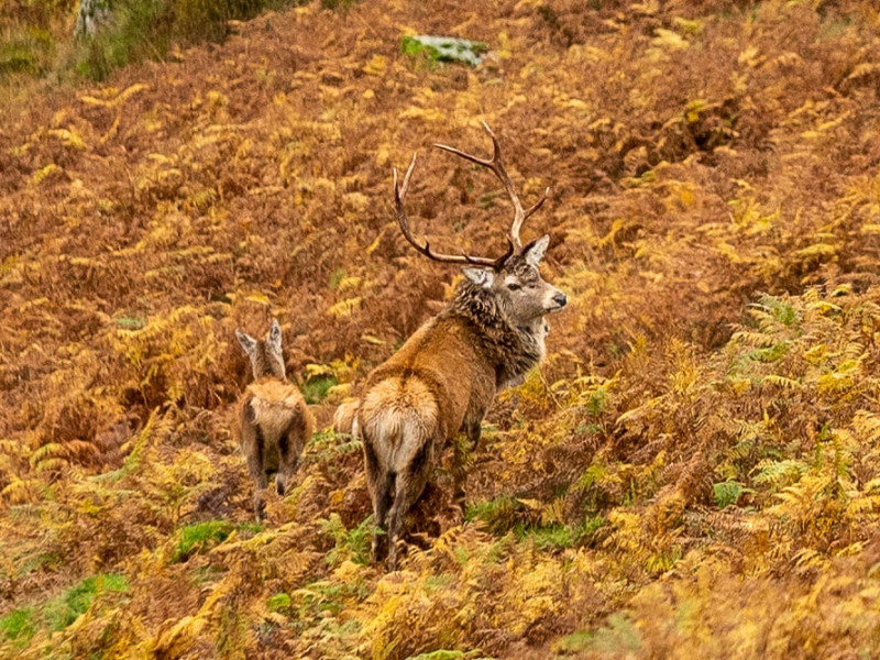 Image for Deer stalkers blog post