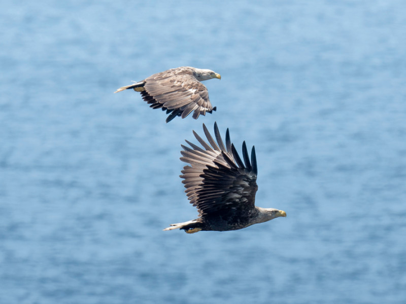Image for A year of Islay wildlife, with Hannah and David Dinsley blog post