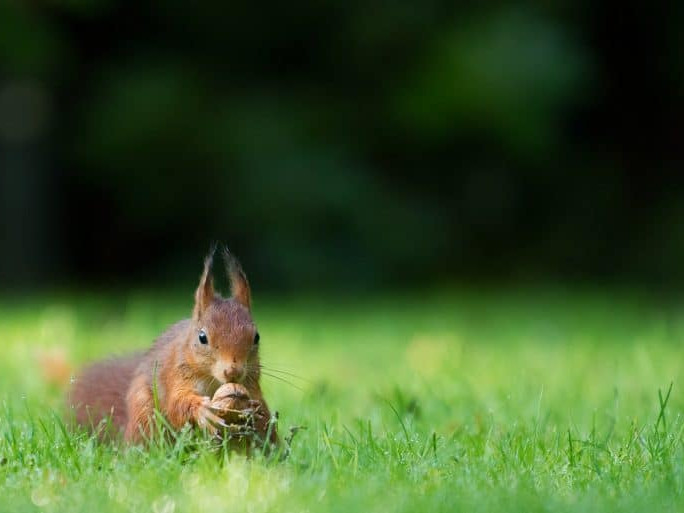 Image for Red squirrel awareness week blog post