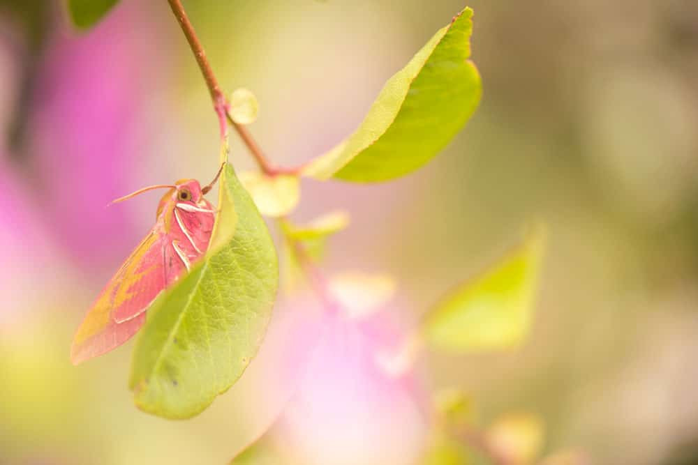 Elephant hawkmoth