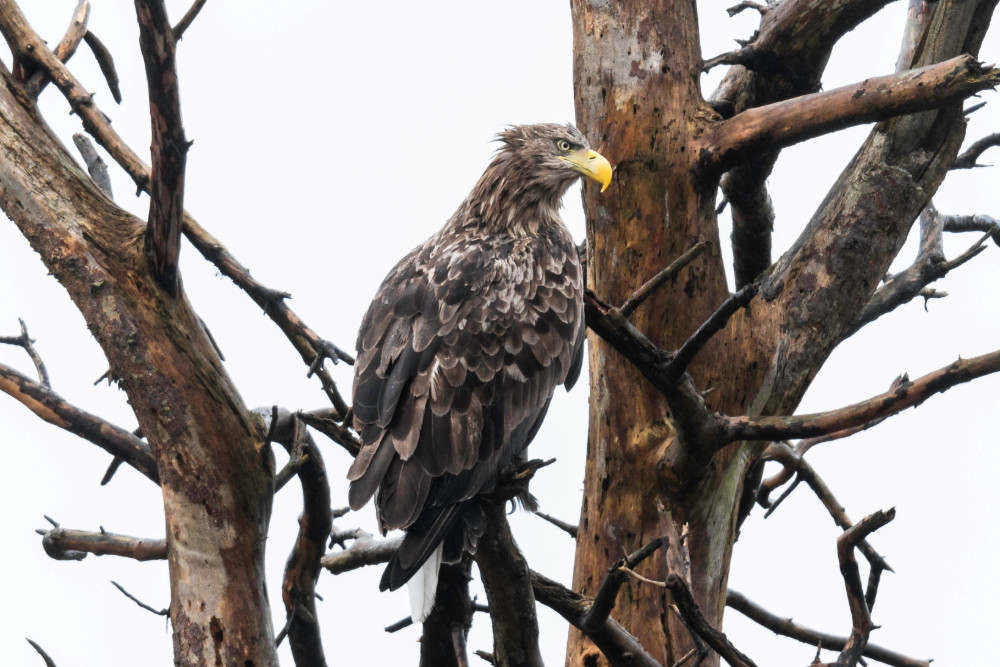 Golden eagle in a tree