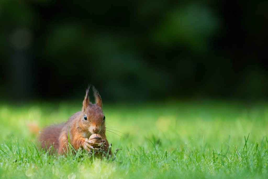 red squirrel 