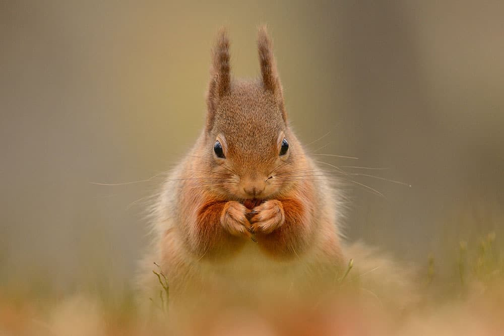 red squirrel eating
