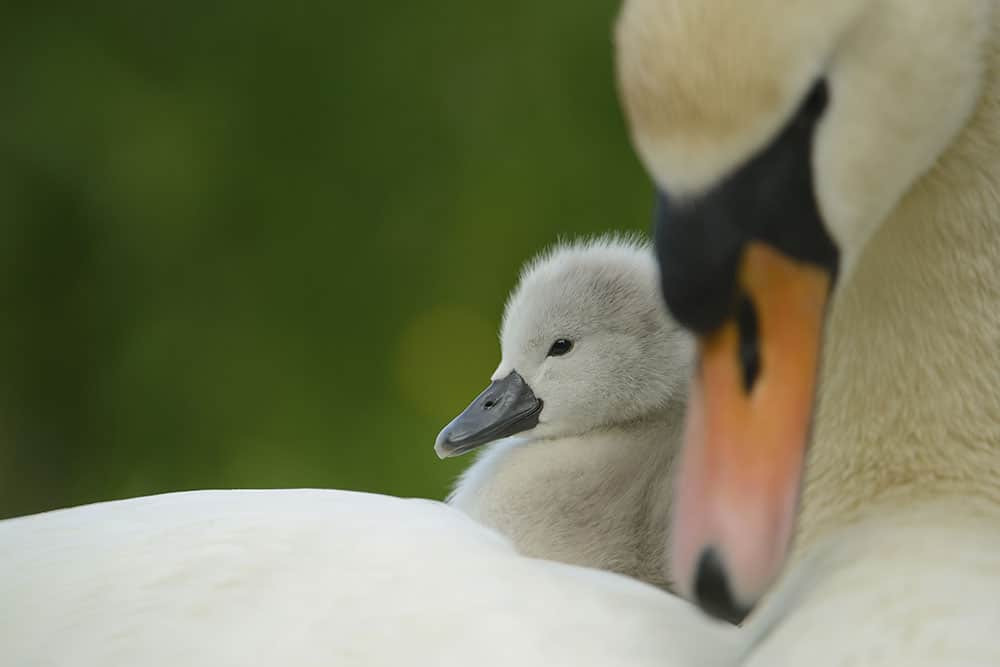 Mute swan and cygnet