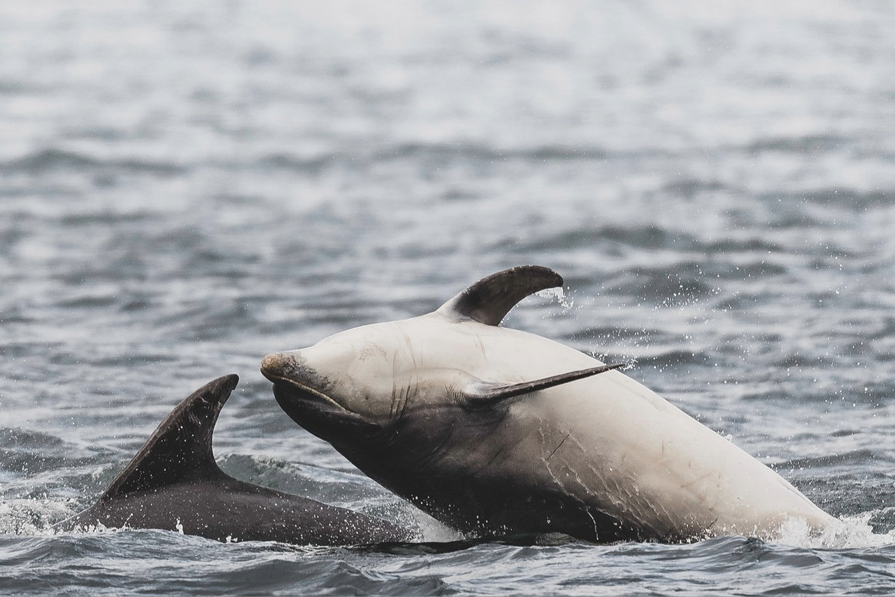 Dolphins breaching the ater
