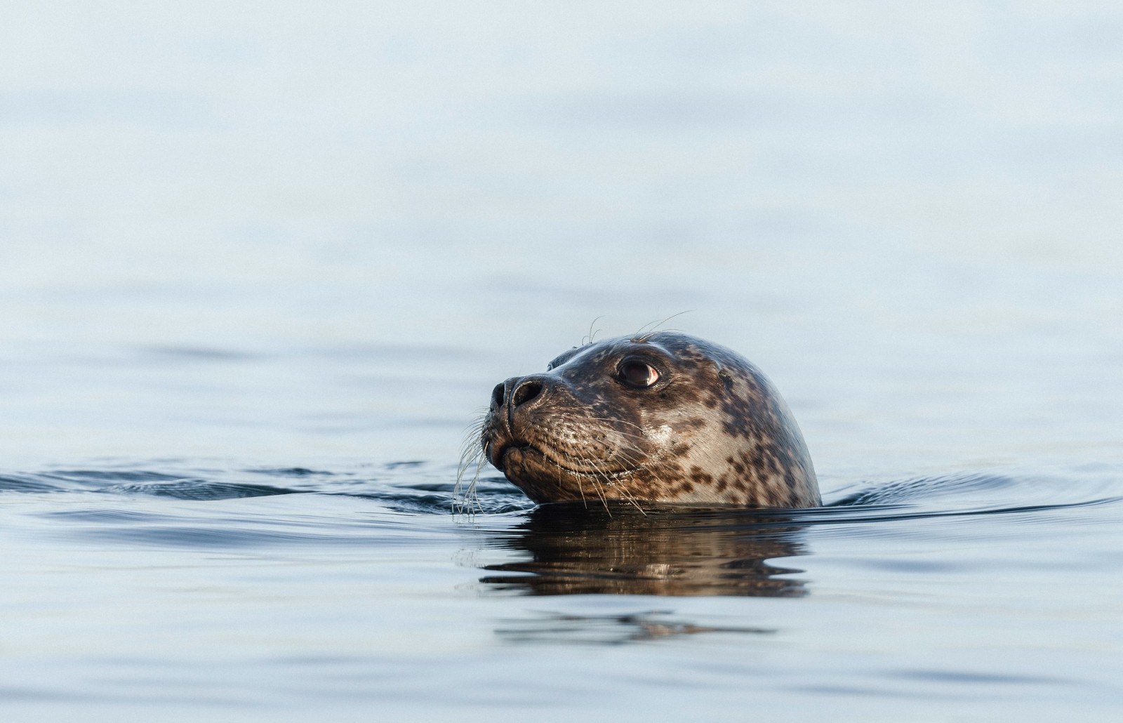 Harbour seal bobbing in the water