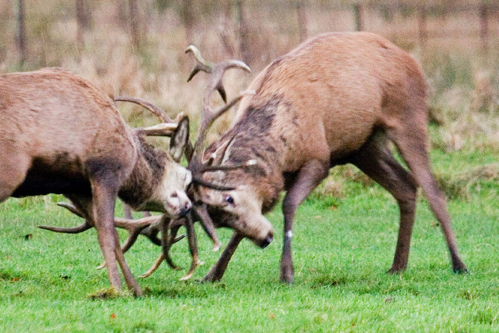 Deer rutting