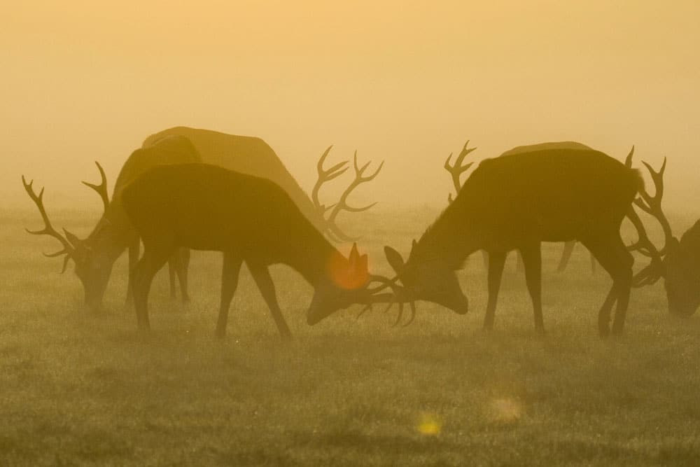 Deer rutting sunrise