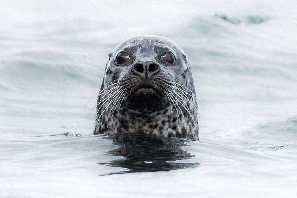 Common seal by David Dinsley