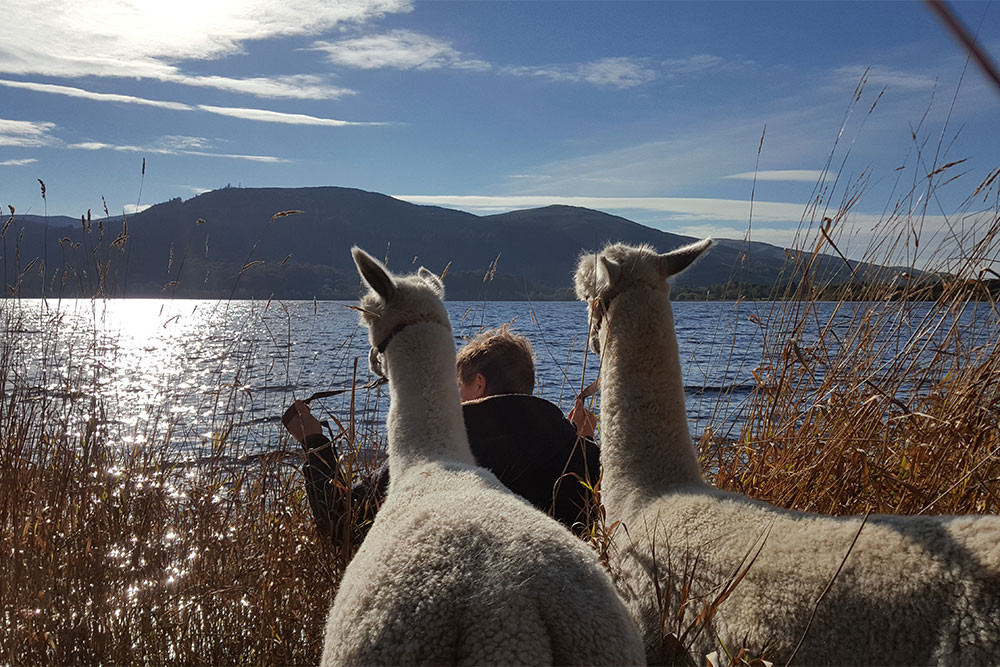 Alpacas in the Lake District