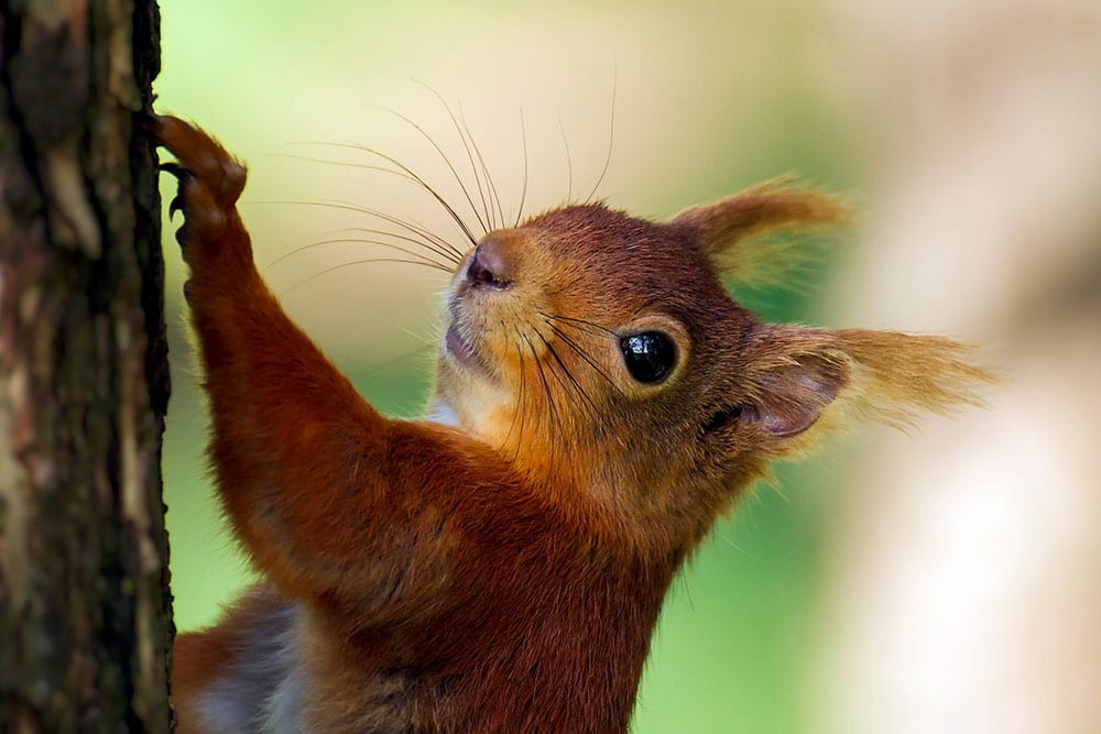 Haweswater red squirrel Patrick Neaves