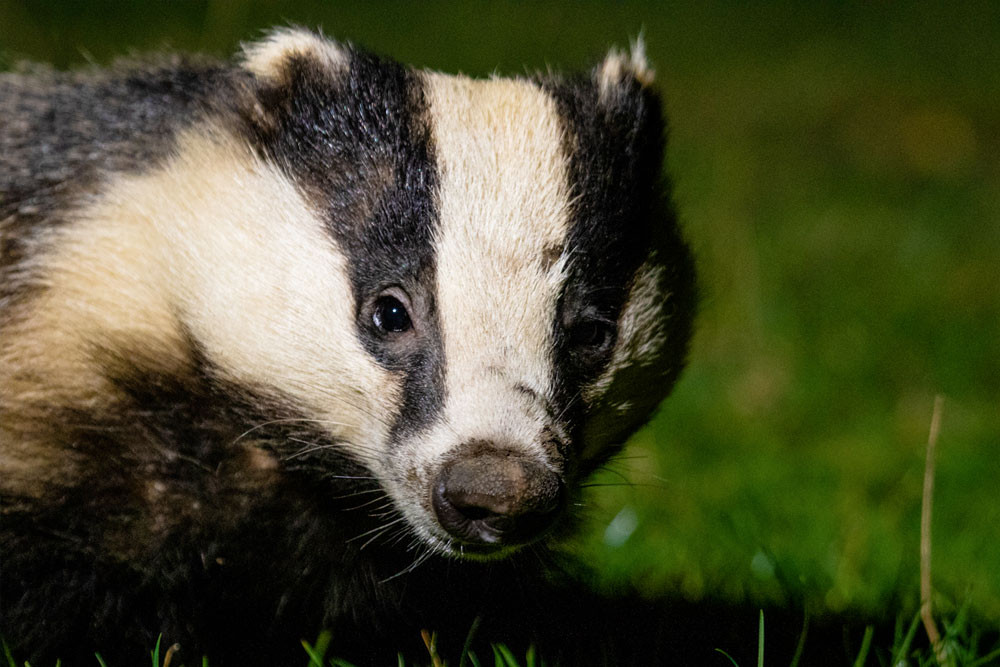 close up photograph of a badger atrspb Haweswater 