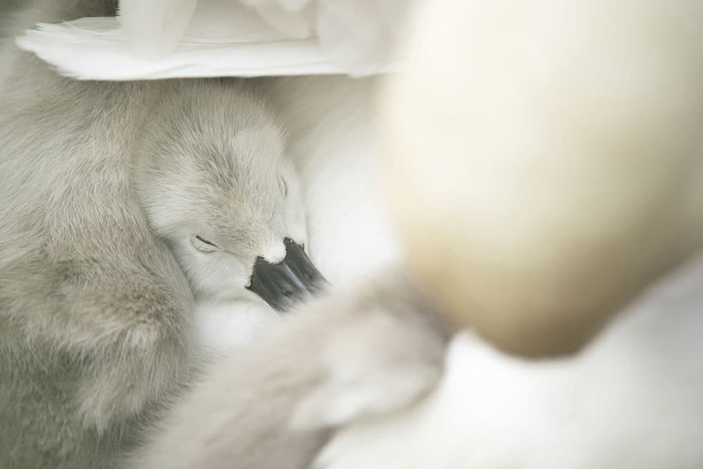 Mute swan and cygnet
