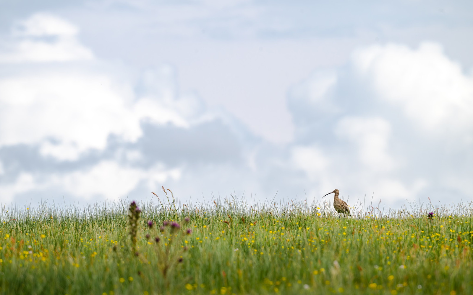 Curlew in a field