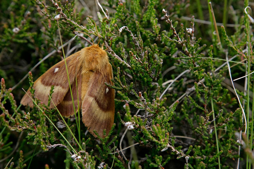 oak egger moth Haweswater