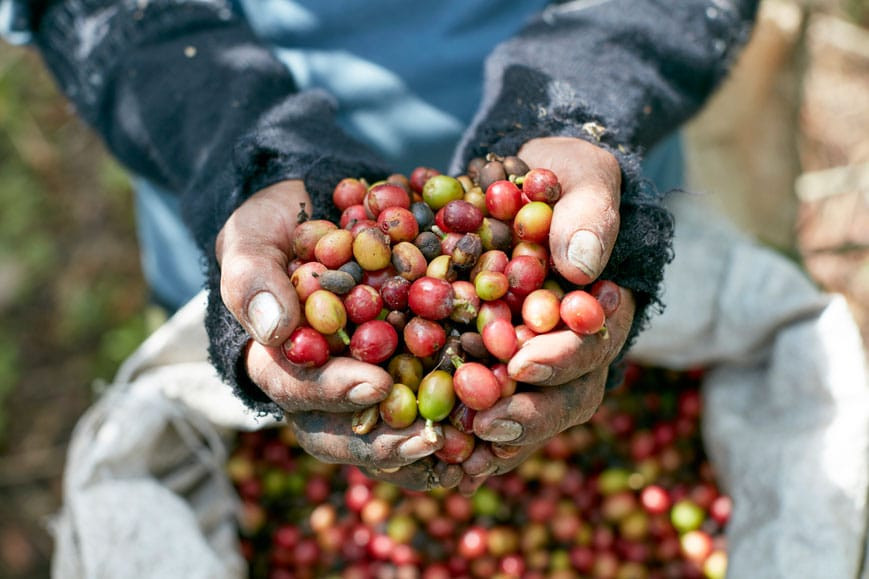 Origin picked coffee cherries Colombia