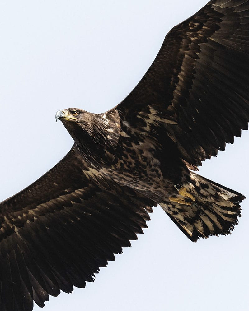 Golden eagle by David Dinsley