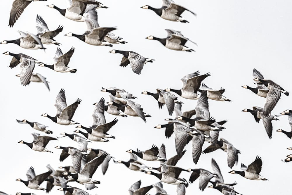 Barnacle geese by David Dinsley