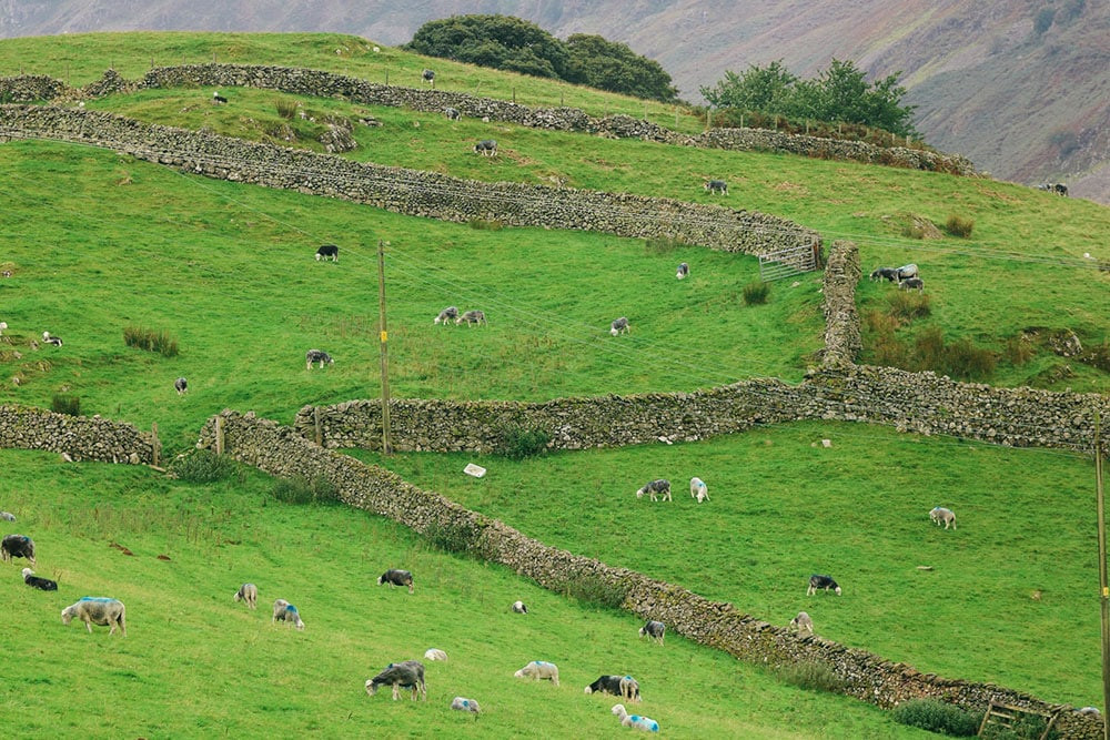 image of a sheep field 
