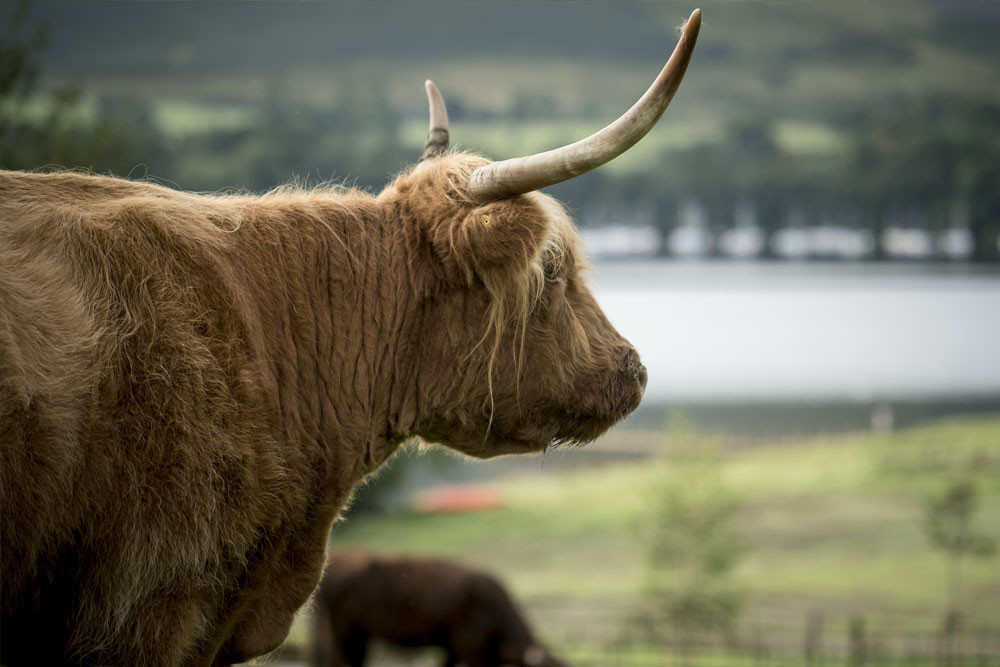 image of highland cow