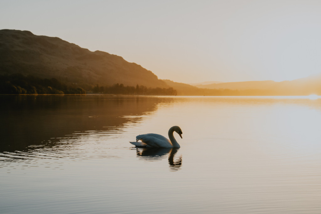 A single swan on Ullswater lake 