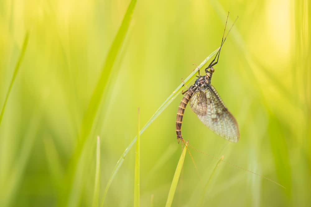 Mayfly prey for Daubentons