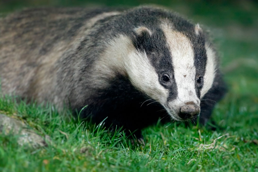 rspb Haweswater badger 