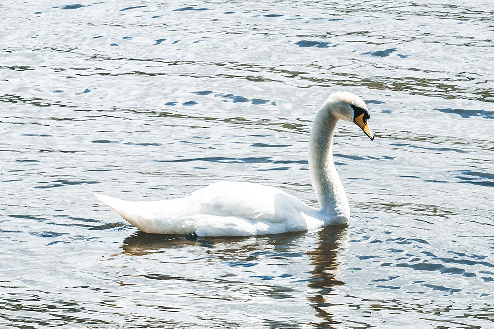 Ryan Lomas swans ullswater