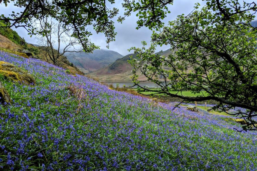 bluebells with cummock water and high ling crag 