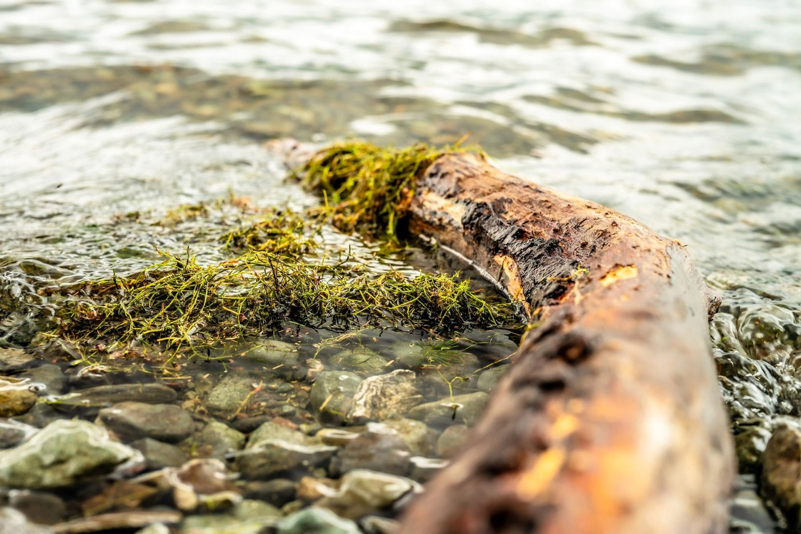 Invasive species in the river
