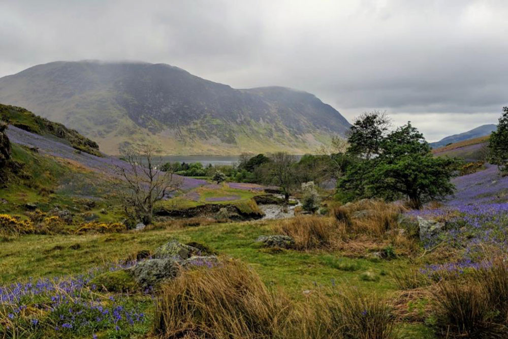 bluebells with mellbreak in the distance 