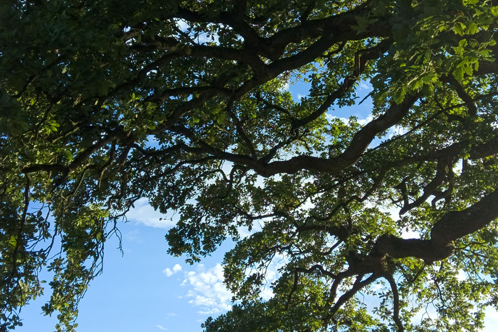 summer oak tree