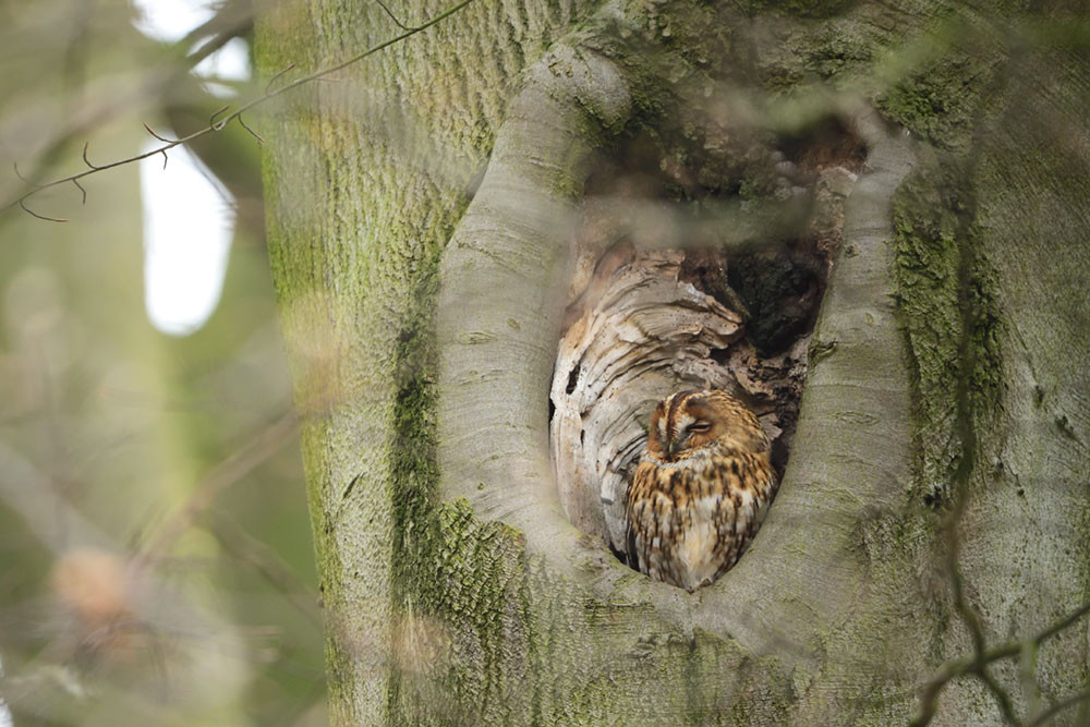 Tawny owl in natural nest hole