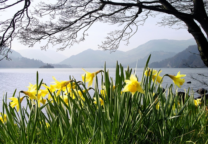 Daffodils credit janet wedgewood