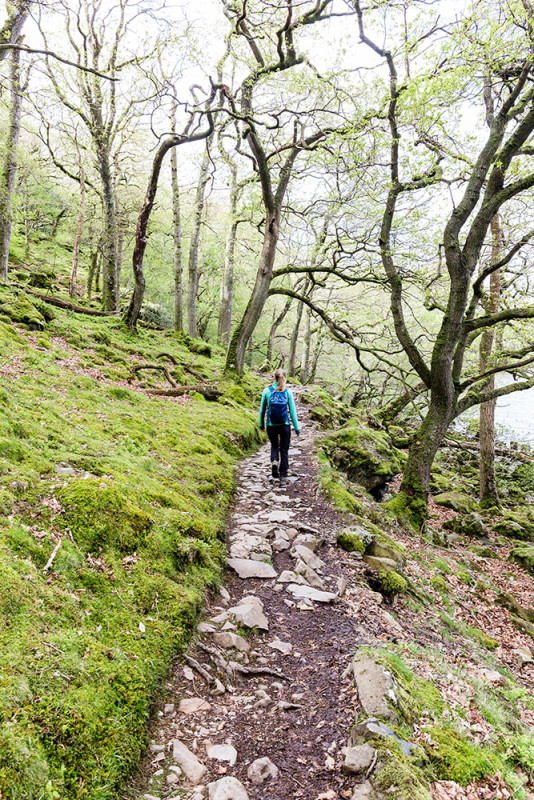 Rambling through the forest ullswater way