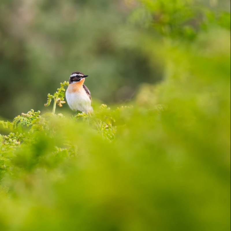 Winchat bird in the bushes