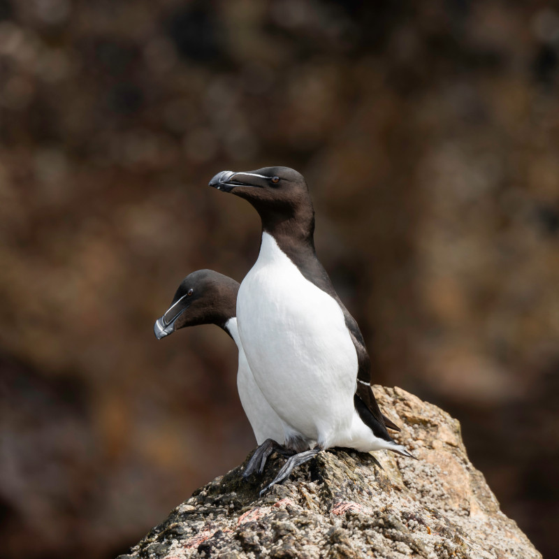 Two Razorbill birds perched on the rock