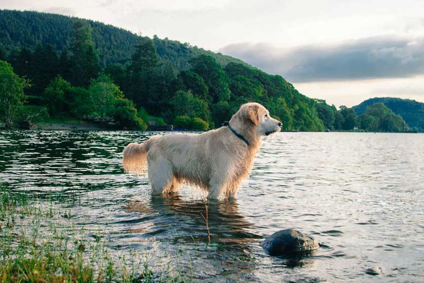 Buddy the golden retriever in the lake
