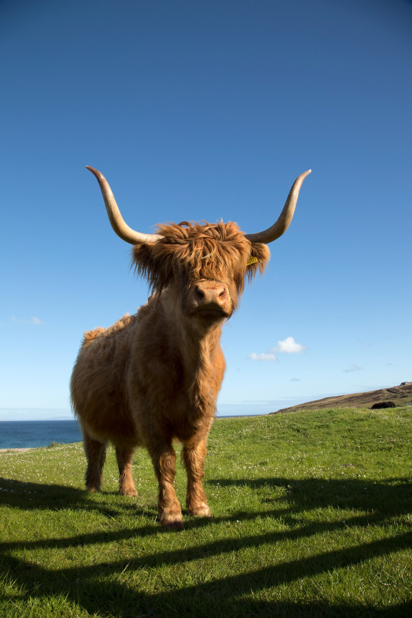 Highland cow in Islay