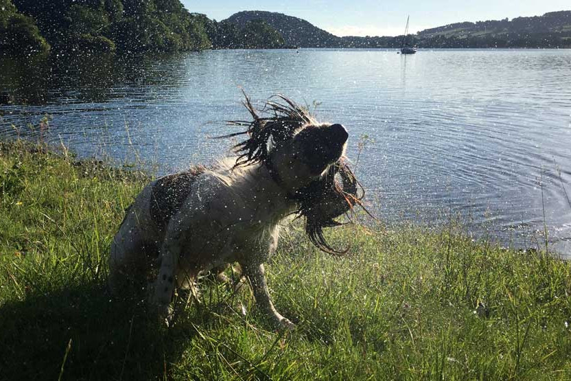 Spaniel shakes off water
