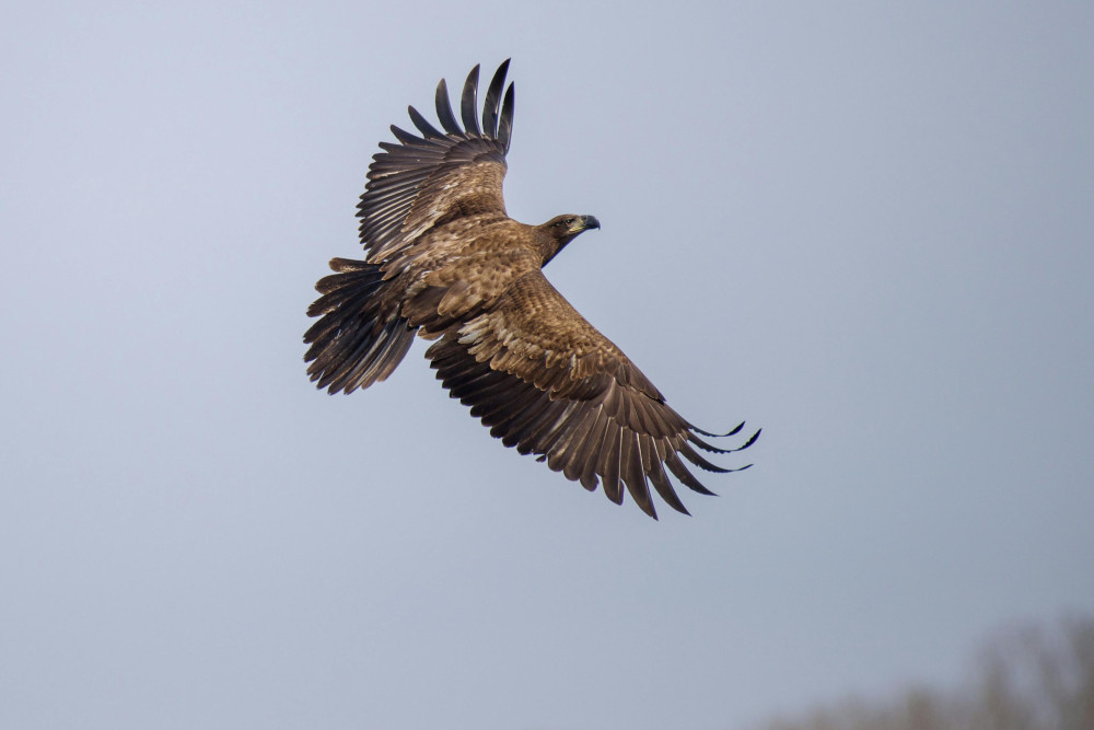 Golden eagles