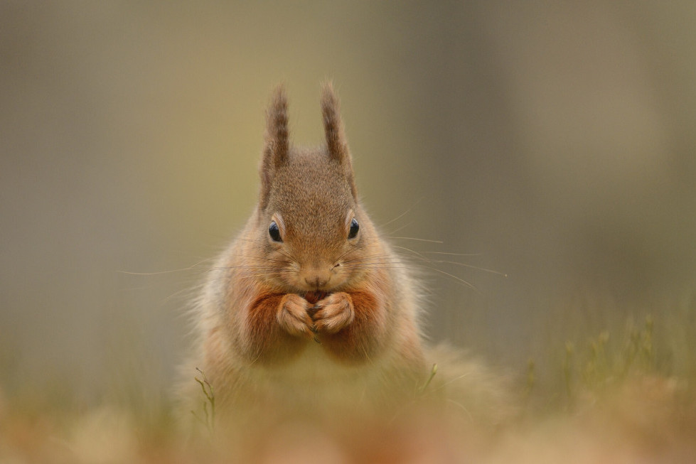 Supporting local wildlife organisations